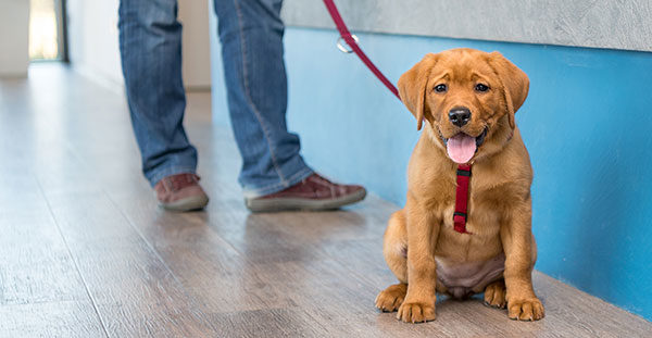 puppy waiting to see the vet