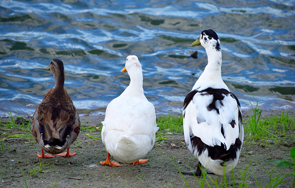 ducks standing in front of a lake