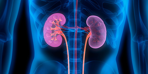 kidneys illustration