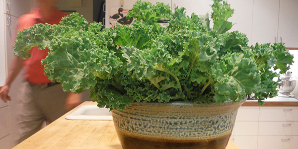 Kale growing in a pot