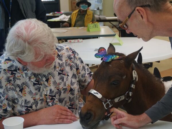 Providence ElderPlace PACE adult day health participant David enjoys his time with a miniature therapy horse visiting from the Triple B Foundation. Photo by Alyce Marinelli