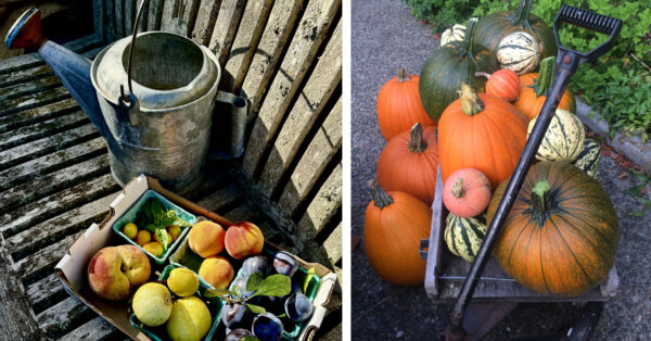 Katy-Wilkens_fall-harvest