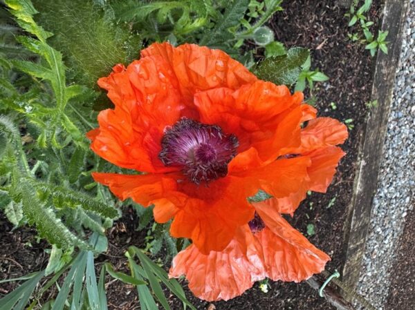 A beautiful red flower in bloom